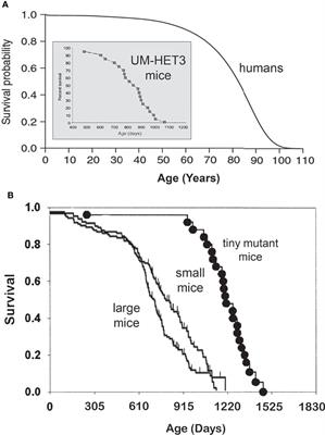 Somatotropic Axis, Pace of Life and Aging